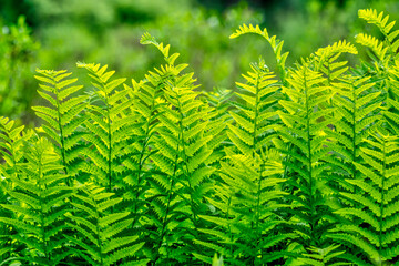 Ferns lines up and standing straight