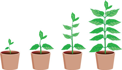 Stages of plant growth illustration