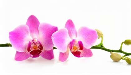 pink orchid isolated