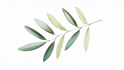 olive branch with leaves white background