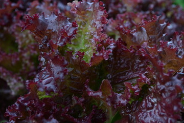 red salad