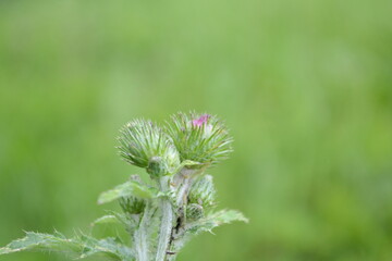 flower on grass