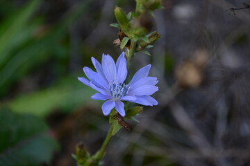 Chicory