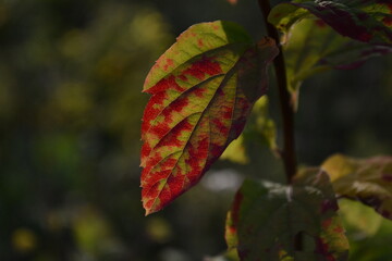 red autumn leaves