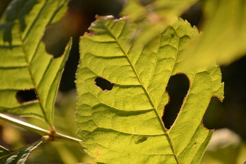 close up of leaf