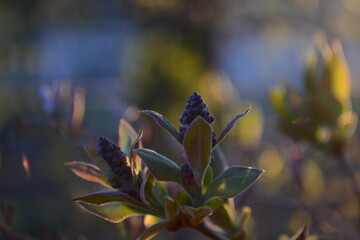 flowers in the evening