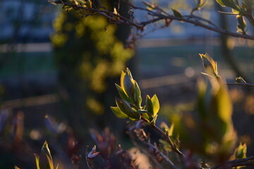leaves in the evening
