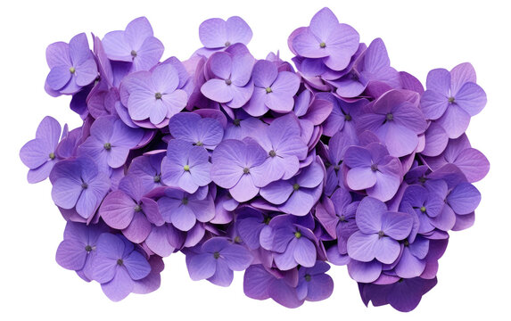 Authentic Image Featuring the Softness of Purple Hydrangea Isolated on Transparent Background.