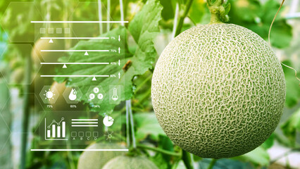 Young melons in greenhouse with infographics, Smart farming and precision agriculture with IoT,...
