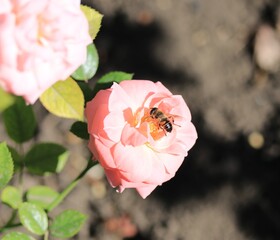 bee on pink flower