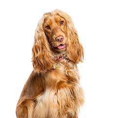 Head shot of Cocker Spaniel wearing a dog collar and a medal, Isolated on wite