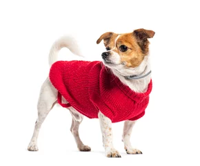 Fotobehang Mongrel Mix chihuahua and jack russell terrier wearing a red wollen dog jumper and looking away, Isolated on white © Eric Isselée