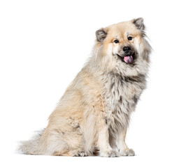 Profile portrait of a Eurasier dog, Isolated on white