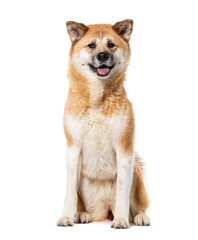 Akita Inu panting tongue out, Isolated on white