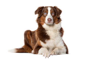 Australian Shepherd blue eyed lying down and looking at the camera, Isolated on white