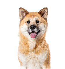 Closeup portrait of Akita Inu, Isolated on wite