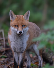 Naklejka na ściany i meble Close-up of a fox in the Woodland Gardens