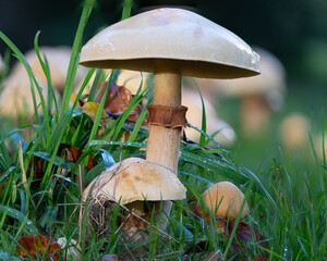 White dappering fungi spotted in November at Kew Gardens