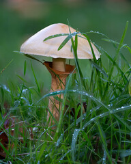 White dappering fungi spotted in November at Kew Gardens