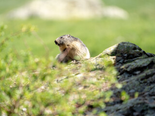 Naklejka na ściany i meble A small squirrel is seen peeking over the edge of a rock or ground, with its face partially obscured by an unidentifiable blurred object. The background is filled with a soft focus of greenery indicat