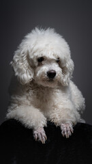 White poodle