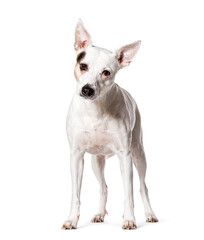 Mongrel dog, Isolated on white