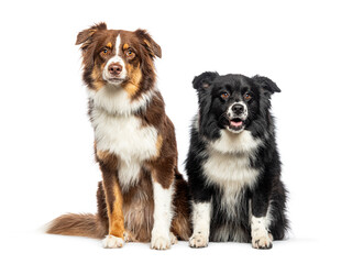 Two Australian Shepherds sitting together, isolated on white