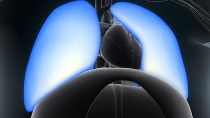 Human Heart ,large intestine Anatomy For Medical Concept 3D Illustration. Human Respiratory System - obrazy, fototapety, plakaty