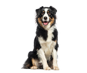 Black Tricolor Australian Shepherd panting mouth open and looking at the camera, isolated on white