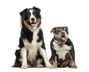 English Bulldog and Australian Shepherd panting tongue hanging out of their open mouth, isolated on white