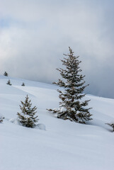 Small fir trees covered with snow in winter on a foggy day