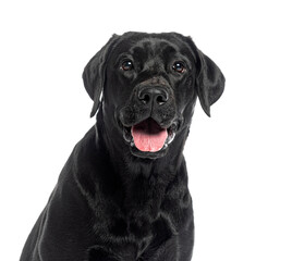 Headshot portrait of a black Labrador panting mouth open, isolated on white