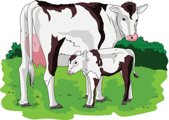 Cute cow and calf standing in a grass field