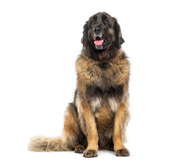 Adult Sitting Massif leonberg dog panting, isolated on white