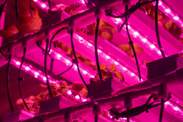 Green salad in vertical hothouse illuminated with LED lighting closeup. Romaine lettuce growing hydroponically inside of vertical grow rack under full spectrum grow light. Growing of fresh greens
