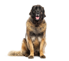 Adult Sitting Massif leonberg dog panting, isolated on white