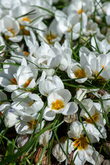 Close-up flowers of crocus in a sunny day with snow-white petals