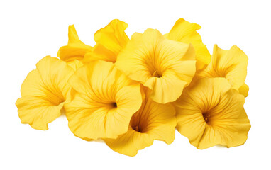 Obraz na płótnie Canvas A Real Photo Showcase of Yellow Petunia Petals on a Pure Isolated on Transparent Background PNG.