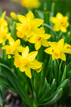 Close-up yellow flowers of daffodil with six tepals surmounted by corona