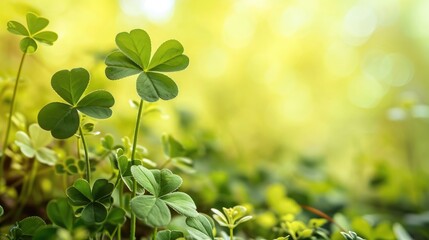 Vibrant green clovers cover the ground, illuminated by soft sunlight filtering through, creating a fresh and tranquil scene.