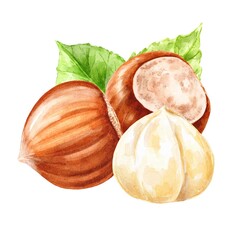 Hazelnuts composition hand drawn food illustration 