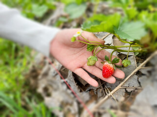 berries of a strawberry