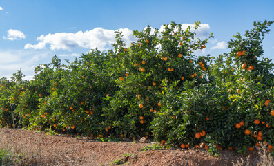 Campo de naranjos en el País Valenciano