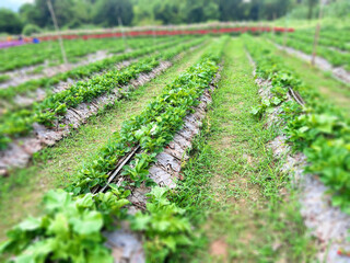 Strawberry farm