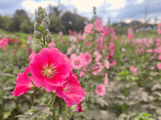 pink flower in the garden
