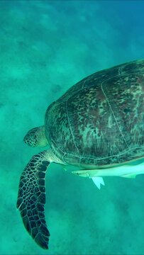Vertical video, Close-up Sea turtle swims down to the seabed, Slow motion, Back view. Great Green Sea Turtle (Chelonia mydas)