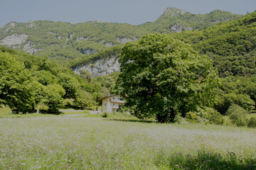 Background with rural house with flowering field