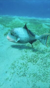 Trigger fish digging sand on the seabed, raising clouds of silt in search of food and swims further, Vertical video, Slow motion. Yellowmargin Triggerfish (Pseudobalistes flavimarginatus)