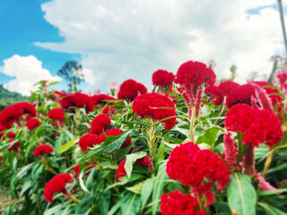 red flowers against sky