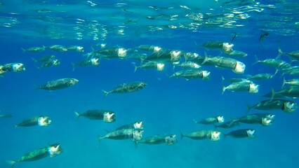 School of Mackerel fishes swimming with open mouths, filtering for zooplankton under surface on blue water reflected in it, Slow motion